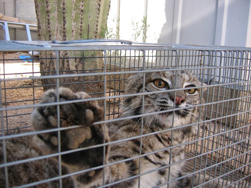 Critter Getter Pest Control
