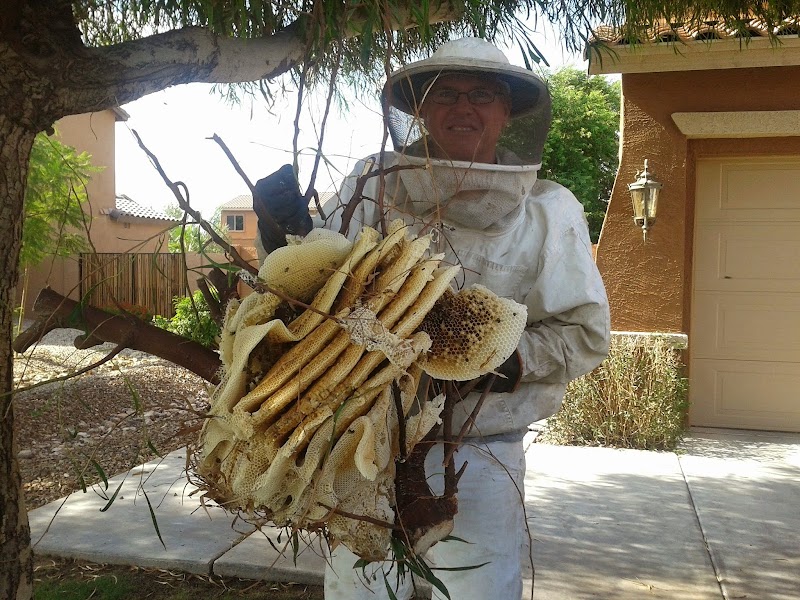 The Beehive Bee and Wasp Removal