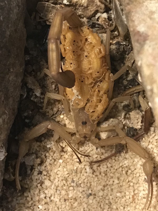 Hatch Pest Control