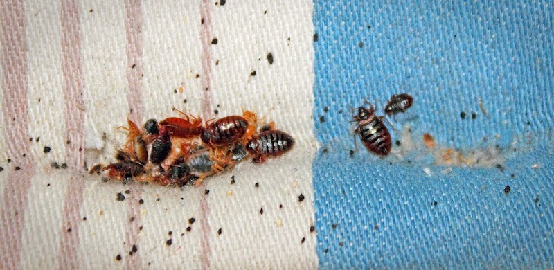 AZEX Pest Solutions
