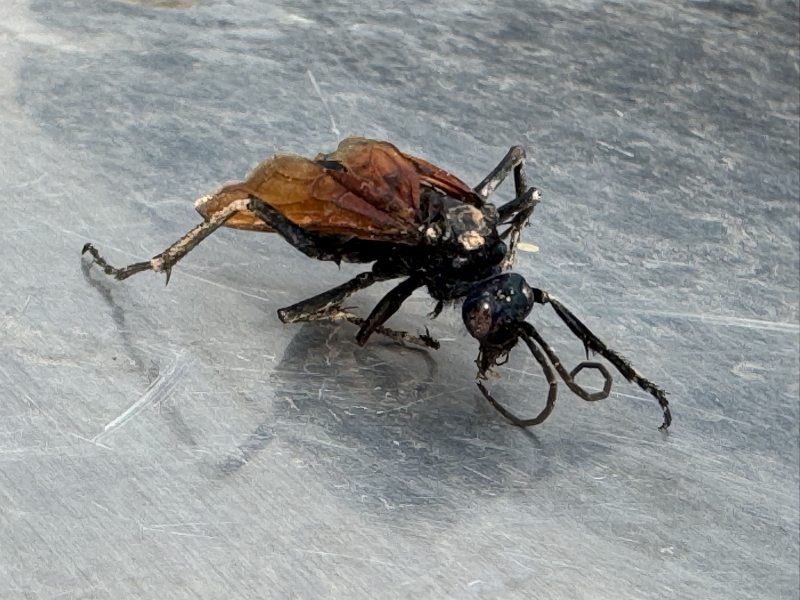 Bye Bye Bugs Pest & Weed Control