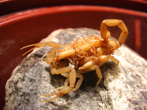 Scorpion Guard Pest Control