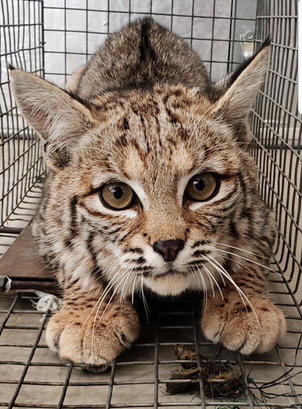 Fox Wildlife Services