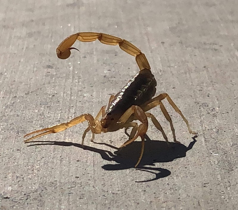 Ozone Pest Control
