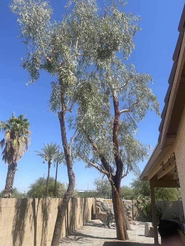 Tree Pros