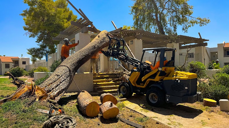 Harris & Sons Tree Specialists
