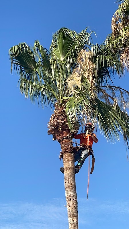 Mayscape Tree Trimmers