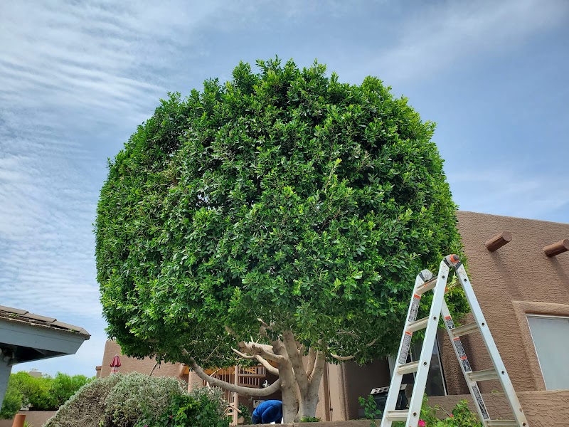 Bros Tree Care LLC