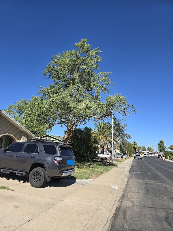 Sage Tree Care