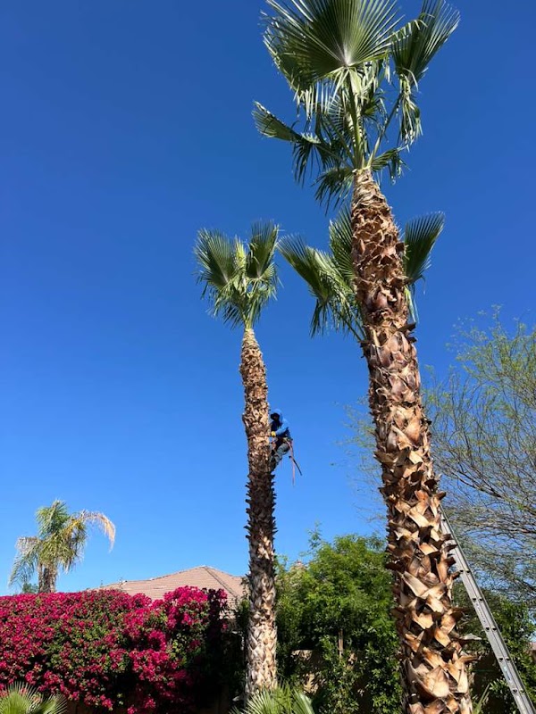 Tree Service Valle Del Sol Llc