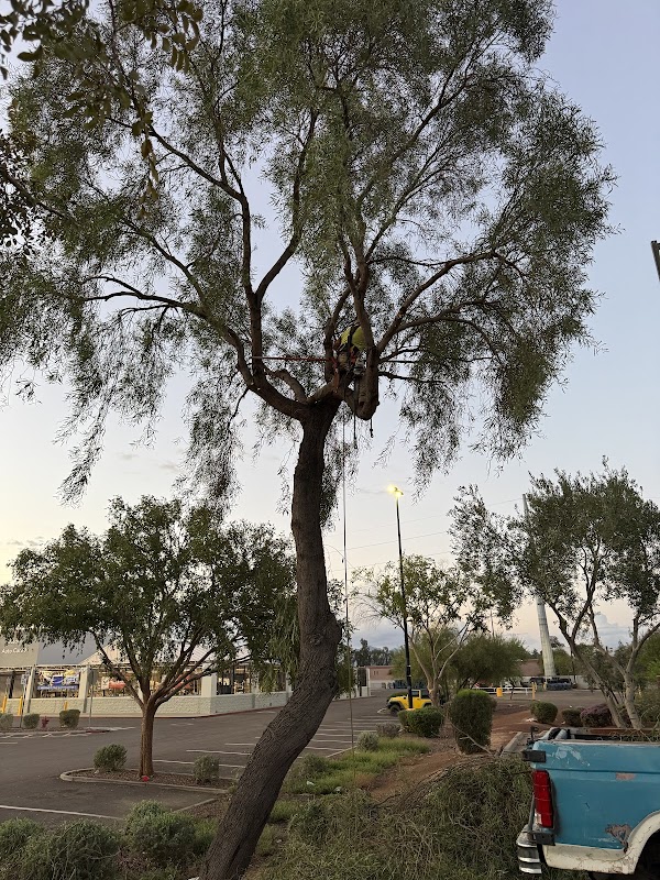 Gorilla tree service LLC