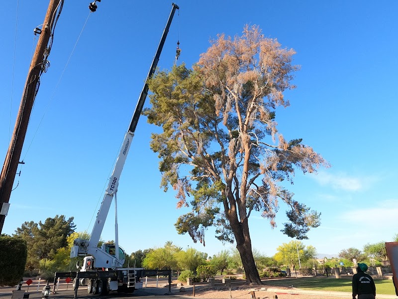 Tempe Tree Service
