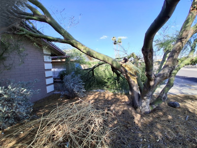 Trees Of Heaven Tree Service & Junk Removal LLC