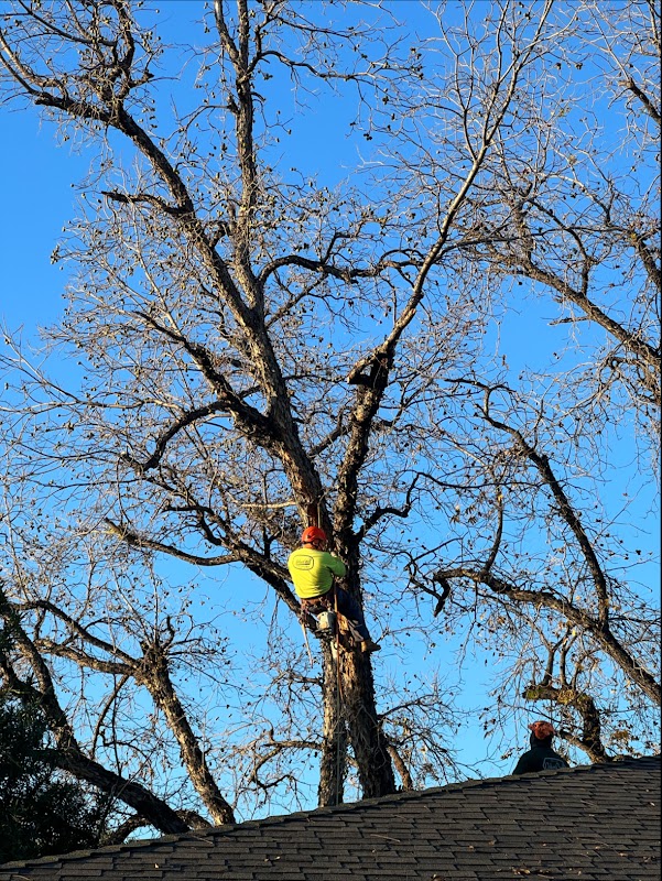 ArborCraft Tree Service