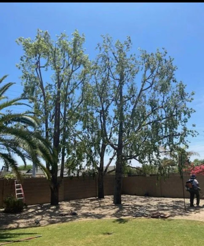 Et's Tree Service