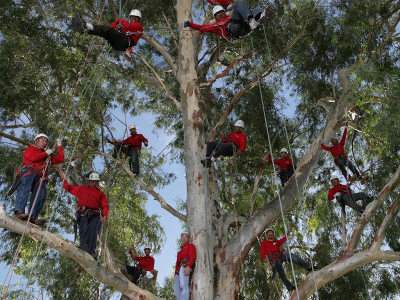 Tree Doctors, Inc