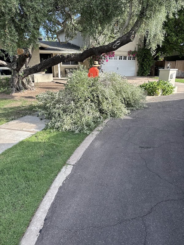 B&C Tree Services