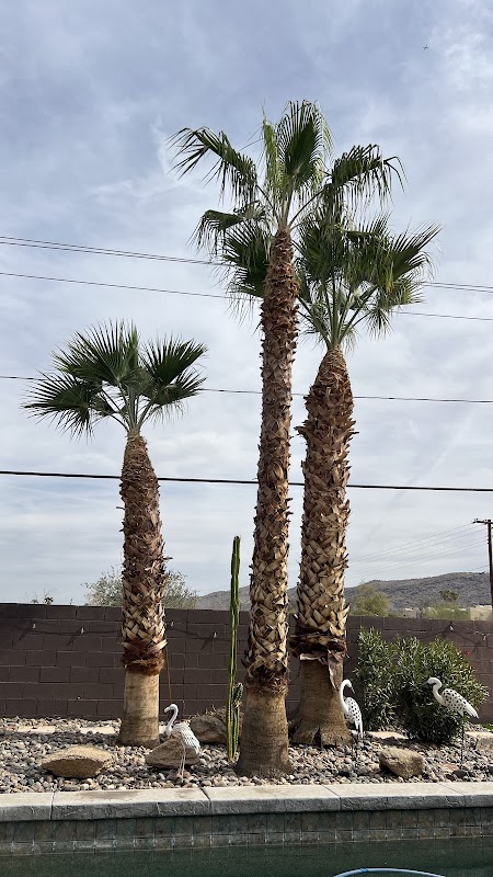 TREE GENIUS LLC