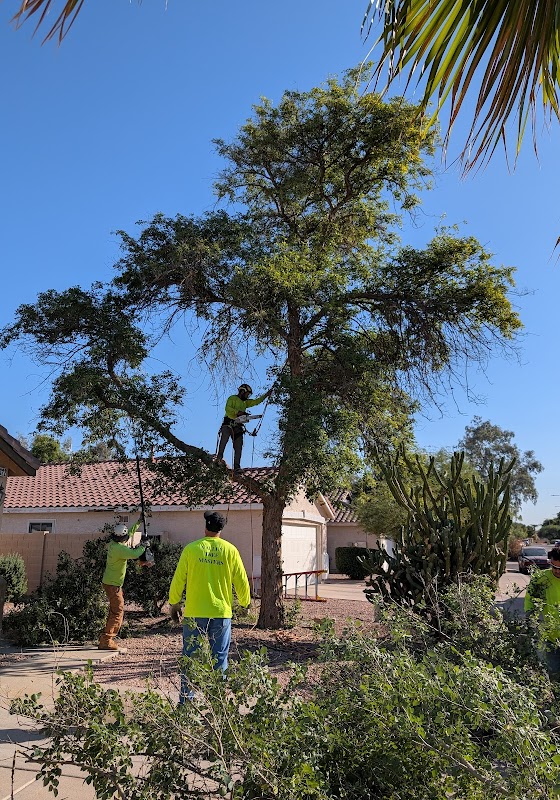 Gilbert Tree Trimmers Service