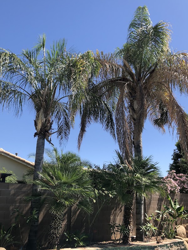 Mejia's Tree Trimming LLC