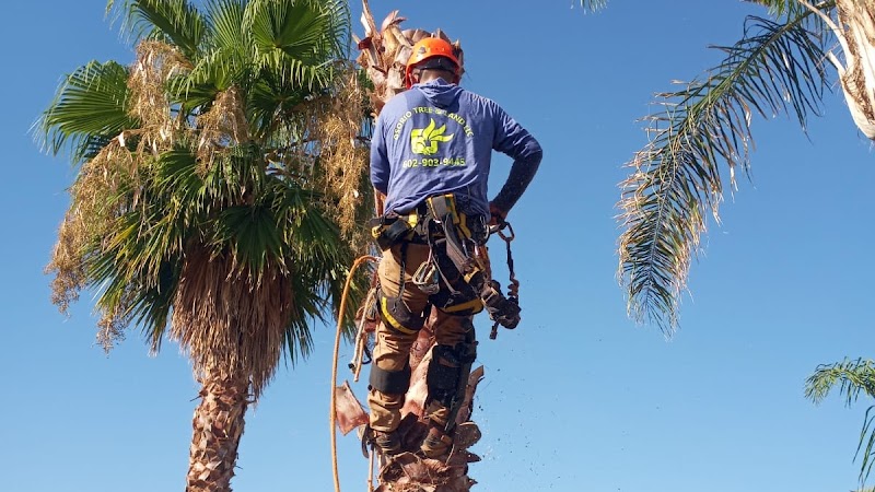 Osorio Tree and Land Service