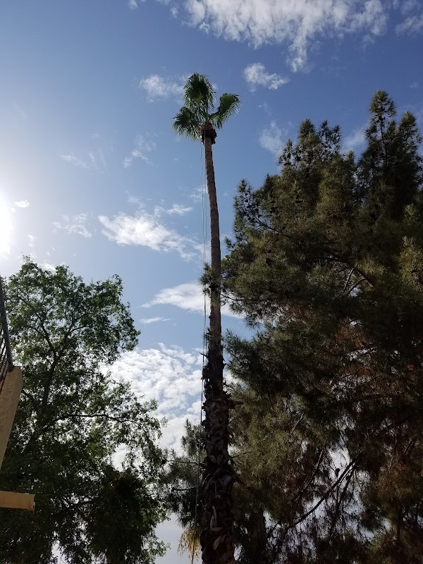 Arizona Aesthetic Trees
