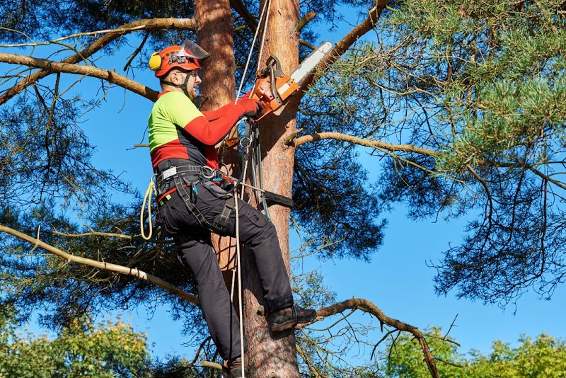 Gilbert Tree Care Service