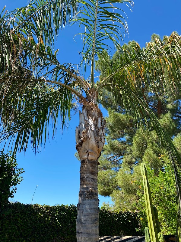 Valley Tree Masters Tree Trimming Service, Tree Removal & Tree Feeding