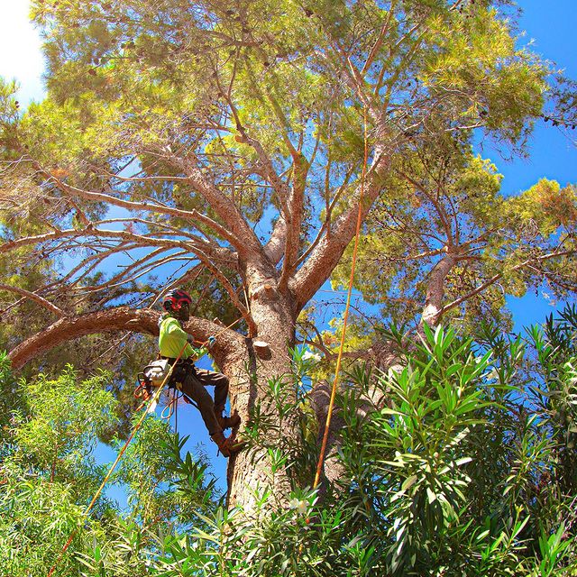 Tree Guardians