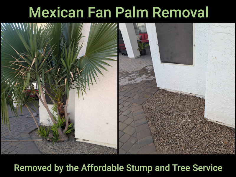 Affordable Stump and Tree Service