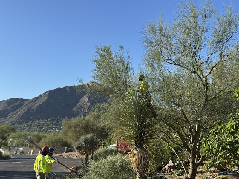 B&C Tree Services
