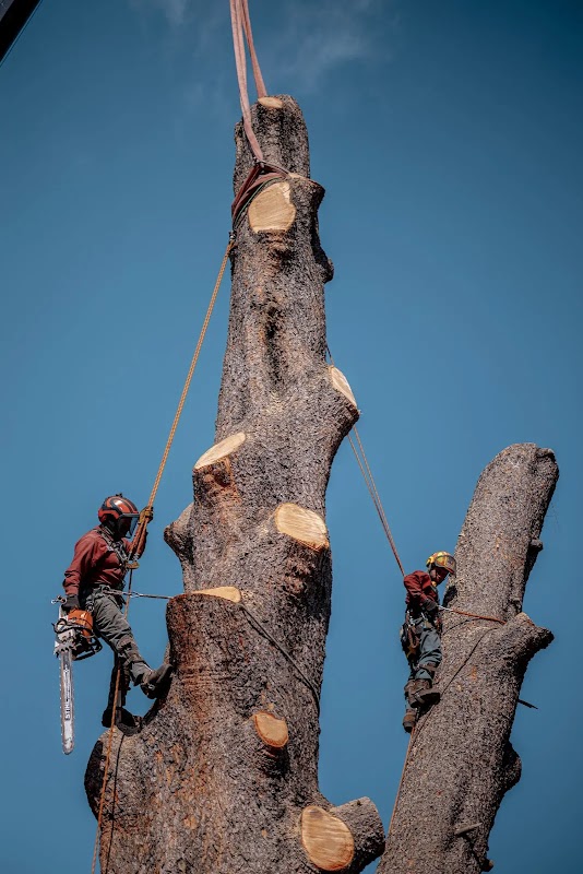 Your Way Tree Care