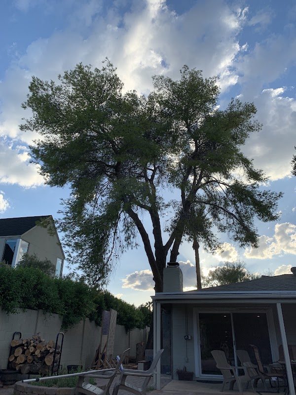 Arcadia Tree Co