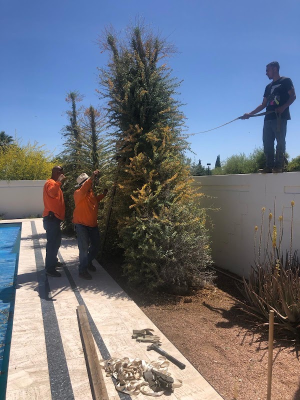 USA Tree Removal and Landscaping