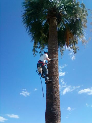 Royal Tree Works