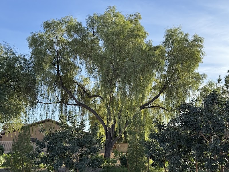 West Valley Tree
