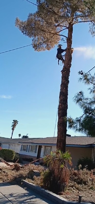 Shady Deal Tree Care Service