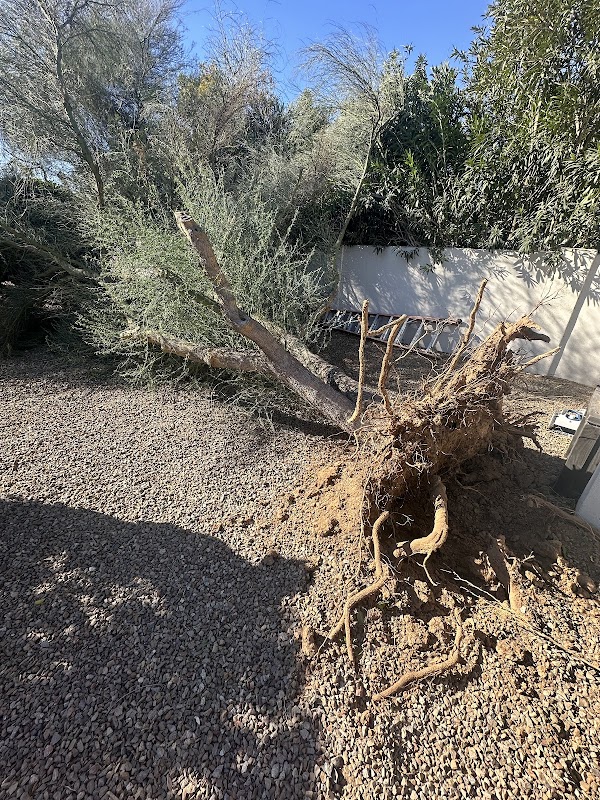 Steadyfast Treeworks LLC