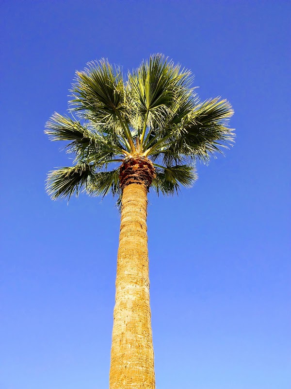 AZ Palm Tree Kings