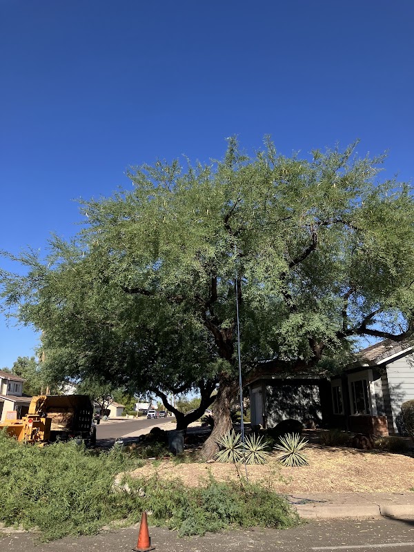 Next Generation Tree Care