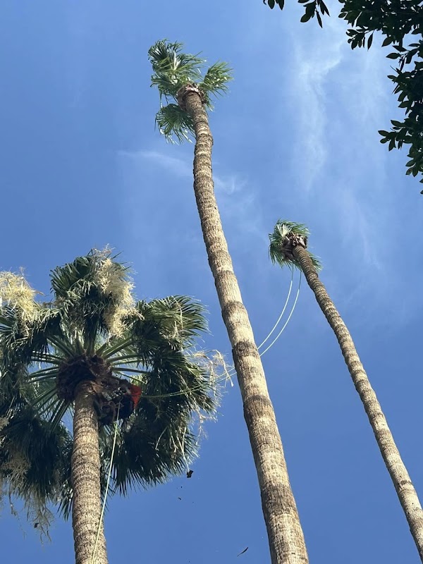 Trees by Mike
