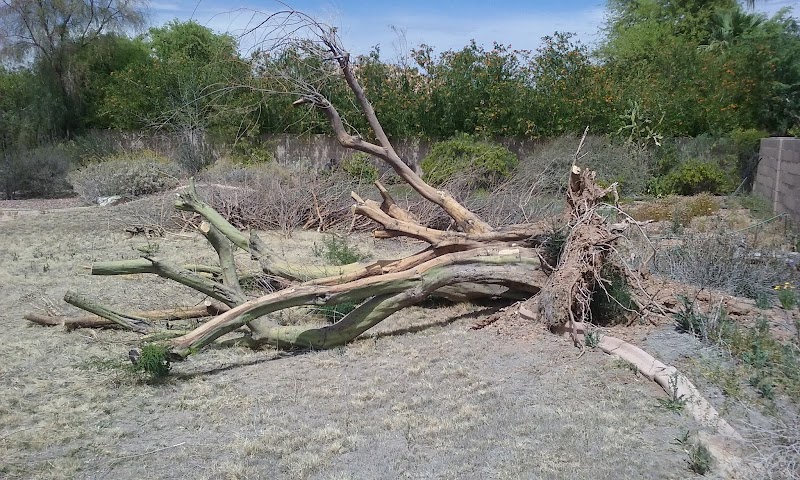 TREE REMOVAL TEMPE