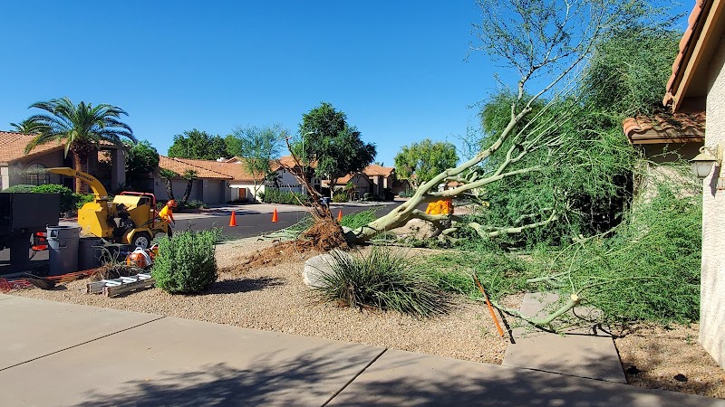 Canyon State Trees