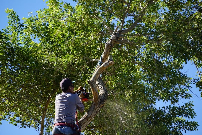 Aachen Tree Service