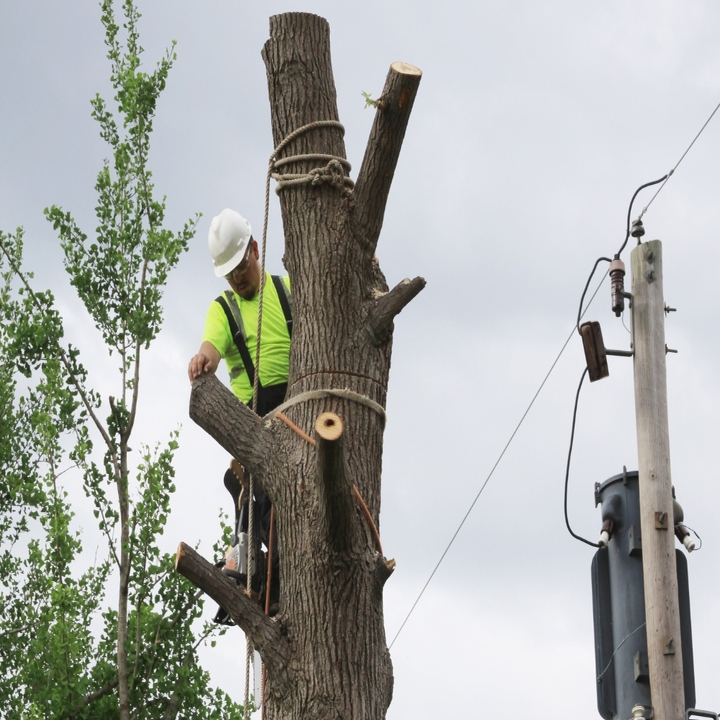 Hay Capital Tree Service Gilbert