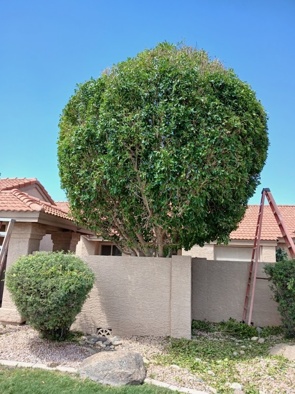 JC Tree Trimming LLC
