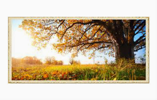 Augie's Arbor Care