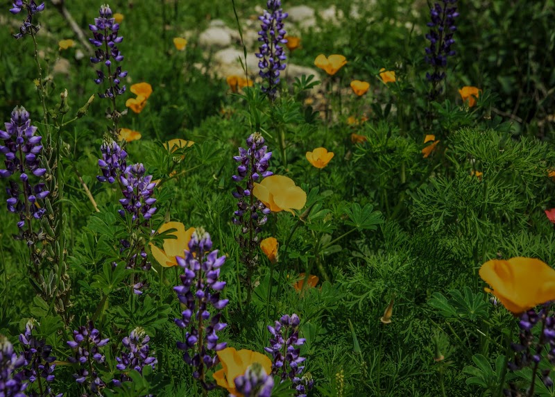 Mariposa Landscape Arizona, Inc. | Glendale, AZ