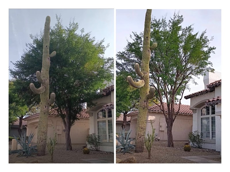 Perez Palm & Tree Trimming LLC