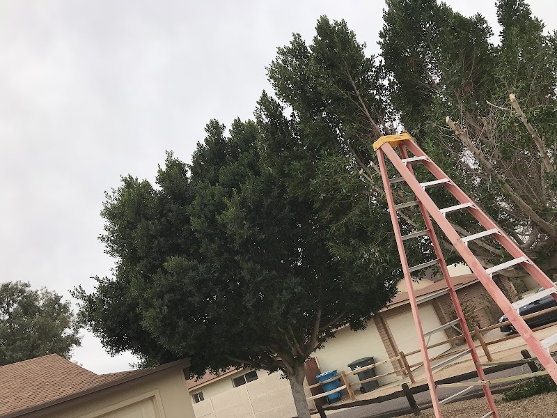 Evergreen Landscaper Services
